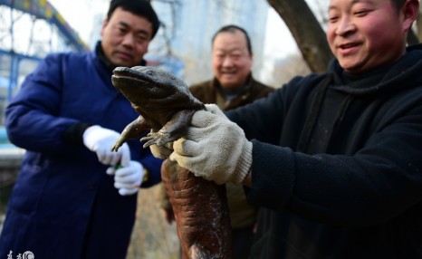 娃娃鱼作为保护动物也能养殖？已经有人靠这个项目收入过千万了！