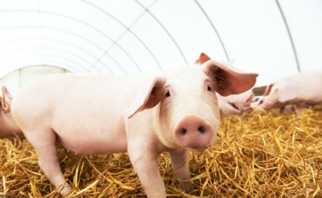 生猪的养殖方法，牢记这些技巧，产量高长得好