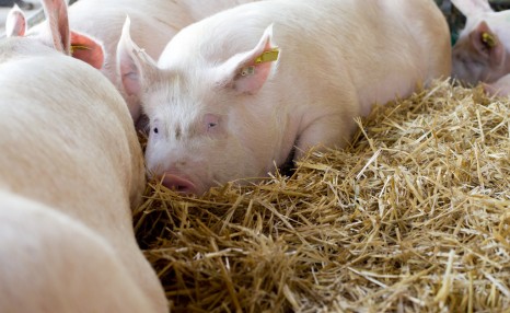 生猪的养殖方法，牢记这些技巧，产量高长得好