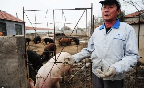 2020年对生猪养殖来说是机遇，还是挑战？散户养猪该注意什么？