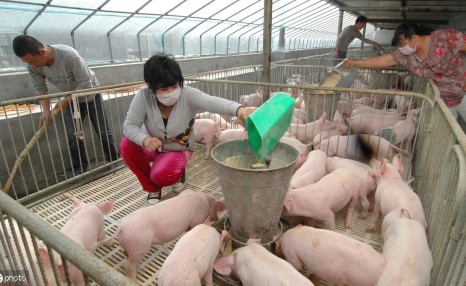 2020年对生猪养殖来说是机遇，还是挑战？散户养猪该注意什么？