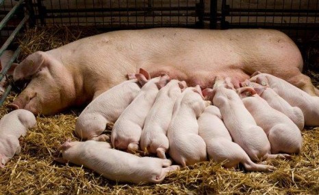 母猪养殖的4大要点：养好母猪的秘诀就在这里了