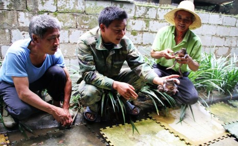 在农村养殖石蛙，掌握养殖技术，开启收益致富之路