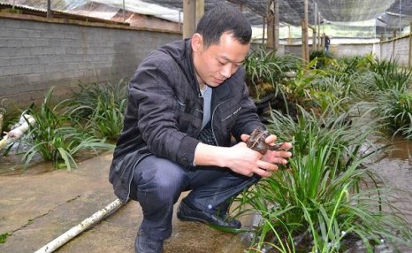 养殖石蛙,生长期需要2年,市价120元一斤,农民:耗不起