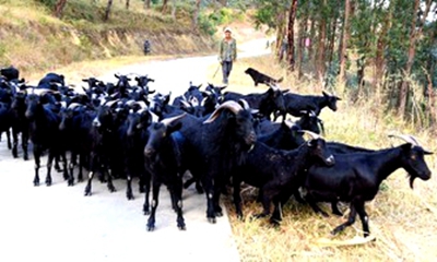 养羊经验谈：黑山羊放牧养殖成本低效益高，讲究技巧是关键