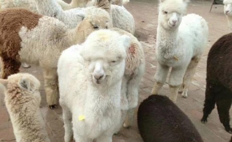 羊驼养殖需要什么条件，羊驼养殖技巧及注意事项