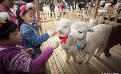 羊驼好养吗?养殖羊驼怎么样?