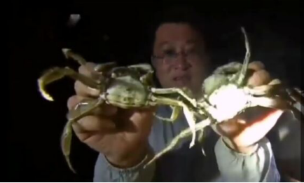 大闸蟹养殖新方法！学会这个养殖秘籍，你养殖的螃蟹也能大一倍