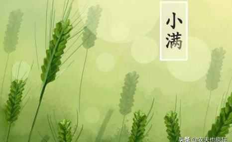 小满节气到,“小满”是什么意思?“小满见三新”是指啥呢?
