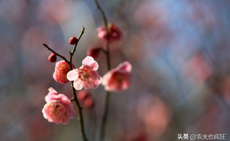 20日迎春分节气，春分是啥意思？俗语“春分有雨是丰年”有道理吗