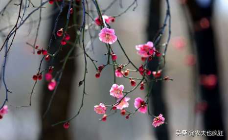 20日迎春分节气，春分是啥意思？俗语“春分有雨是丰年”有道理吗