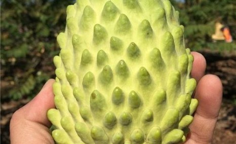 盛夏常吃水果保健康,如果条件允许,这三种台湾水果可别错过啦