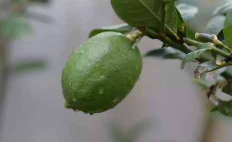 史上最全的海南水果，没有几个人是全部吃过的，特别是后面四种