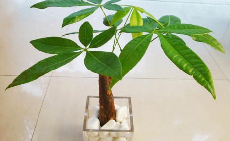 不会养发财树?偷偷告诉你几个小技巧,轻松养出枝繁叶茂的发财树