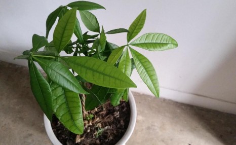 不会养发财树?偷偷告诉你几个小技巧,轻松养出枝繁叶茂的发财树