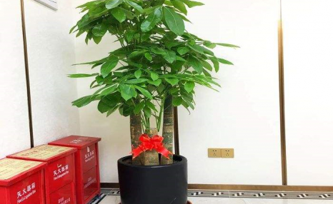 不会养发财树?偷偷告诉你几个小技巧,轻松养出枝繁叶茂的发财树