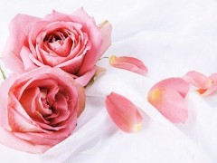 玫瑰花如何保鲜：内行人教你4个技巧，让花保鲜更久