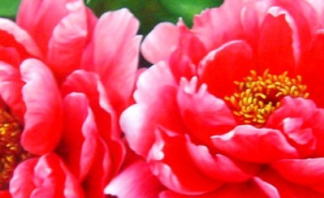 牡丹花的种植方法,什么方法不常用