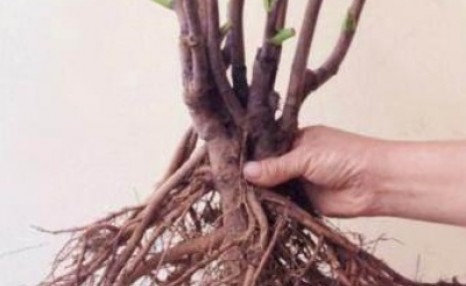 牡丹花的种植方法,什么方法不常用