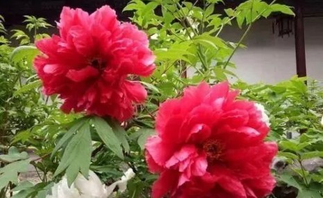 牡丹花怎么养,牡丹的养殖方法及注意事项