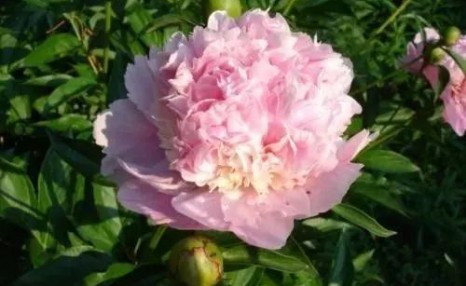 牡丹花怎么养,牡丹的养殖方法及注意事项