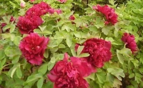 牡丹花怎么养,牡丹的养殖方法及注意事项