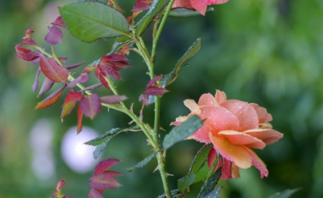 小菜园日记，冬季室外土地种植玫瑰花树的护理方式