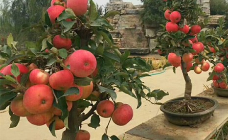 盆栽苹果的制作及养护技术