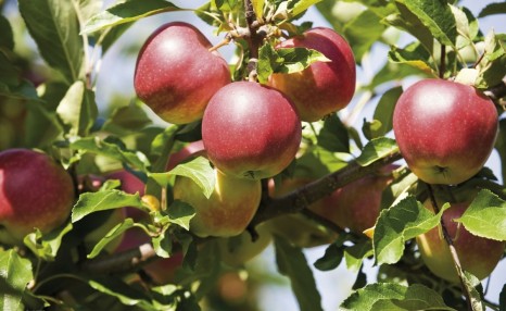盆栽苹果的栽培，下面几点很关键，这些方法知道吗？