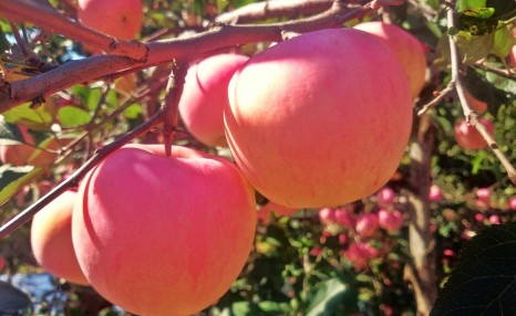 盆栽苹果的栽培，下面几点很关键，这些方法知道吗？