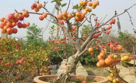 盆栽苹果在家怎么种？简单易学的方法，快来看看！