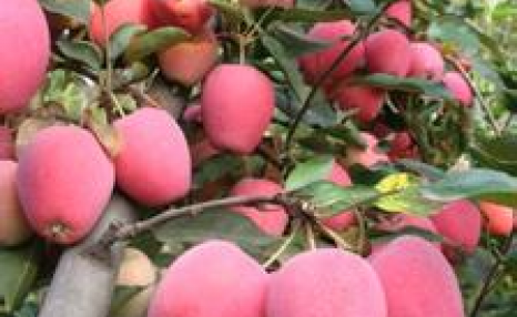 盆栽苹果在家怎么种？简单易学的方法，快来看看！