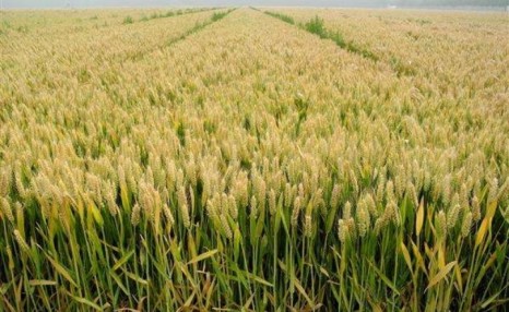 小麦种植技术,小麦种子高产新技术方案管理要点