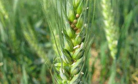 小麦种植技术，小麦种子高产新技术方案管理要点