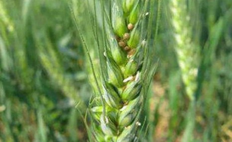 小麦种植技术,小麦种子高产新技术方案管理要点