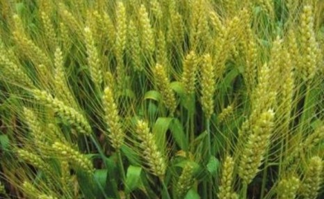 小麦种植技术,小麦种子高产新技术方案管理要点