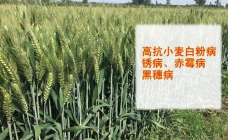 小麦种植技术,小麦种子高产新技术方案管理要点