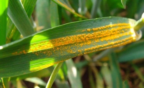 小麦种植技术,小麦种子高产新技术方案管理要点