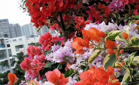 春天种花，选这2种“爬藤花卉”，能爬7层楼高，开出“大花墙”