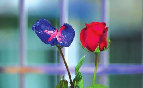 玫瑰花如何快速染色 喷一喷 染一染 摇身变成 高档品种 达达搜