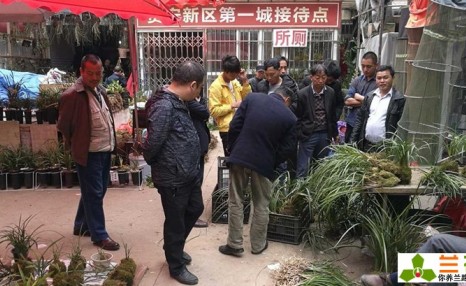 兰花交易的4种价格,看看你以什么价格买的