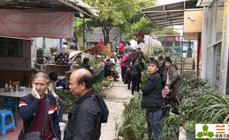 兰花交易的4种价格,看看你以什么价格买的