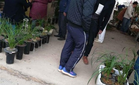 兰花交易的4种价格,看看你以什么价格买的