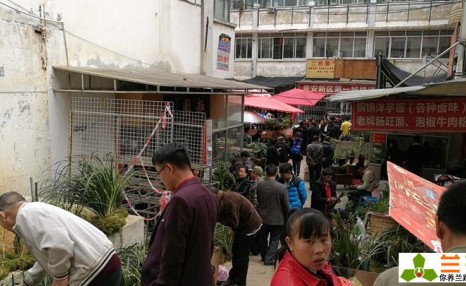 兰花交易的4种价格,看看你以什么价格买的