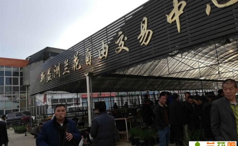 兰花交易的4种价格,看看你以什么价格买的