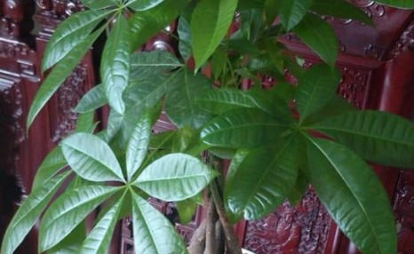 发财树叶片发黄枯萎,教你1招搞定,很快就能恢复生机