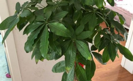 发财树叶片发黄枯萎,教你1招搞定,很快就能恢复生机