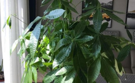 发财树叶片发黄枯萎,教你1招搞定,很快就能恢复生机