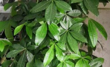 发财树叶片发黄枯萎,教你1招搞定,很快就能恢复生机