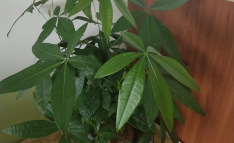 发财树频频黄叶落叶,简直变成光棍树,他用这几招就立马救回来